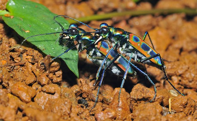 Mating pair of Tiger Beetles, Agumbe