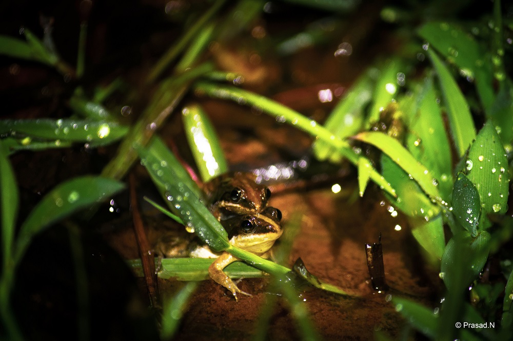 male and female frogs, Seethanadi Nature Camp, Hebbri and Agumbe