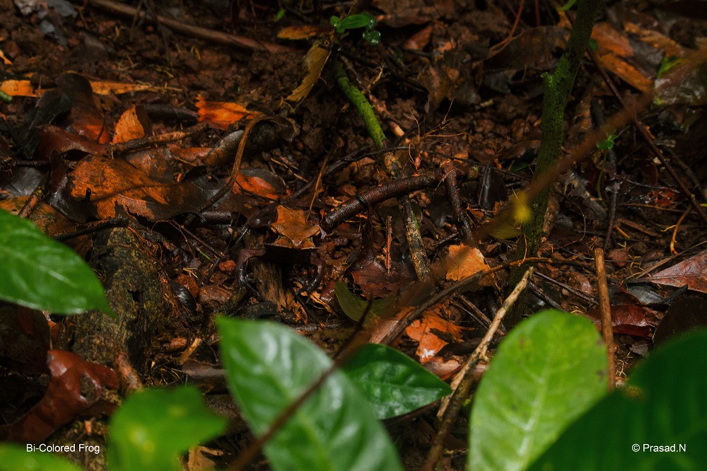 Bicoloured frog, Seethanadi Nature Camp, Hebbri and Agumbe