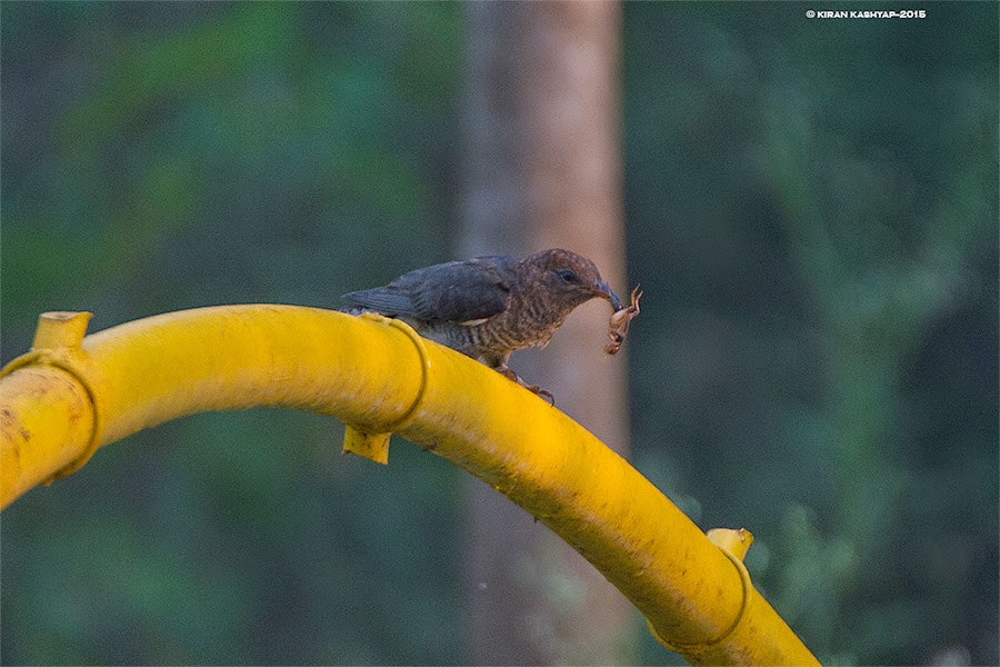 Grey Bellied Cuckoo, Ranganathittu Bird Sanctuary, Karnataka