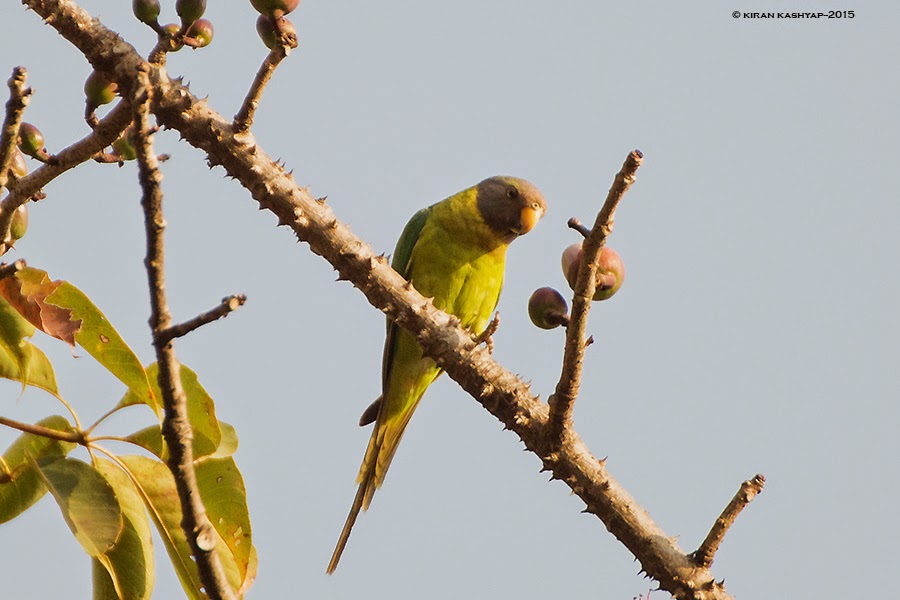 Plum headed Parakeet-female, Dandeli, Karnataka