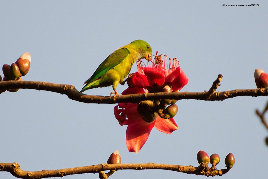 Vernel Hanging Parrot, Dandeli, Karnataka