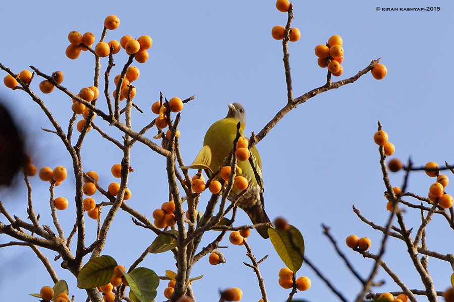 Grey fronted Green Pigeon, Dandeli, Karnataka