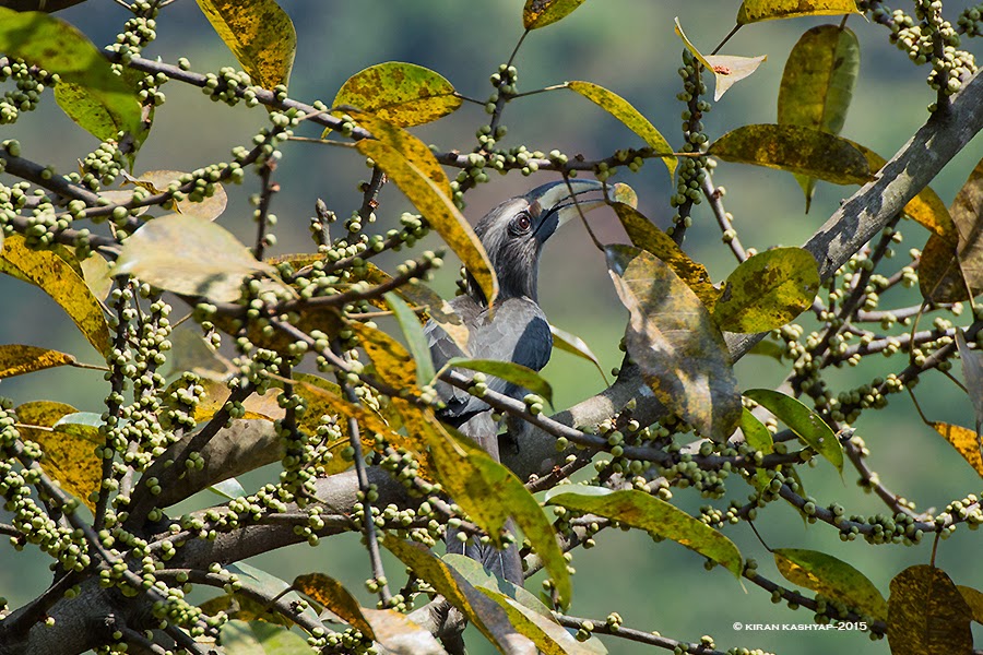 Malabar Grey Hornbill-juvenile, Dandeli, Karnataka