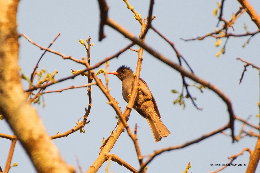 Square tailed Bulbul, Dandeli, Karnataka