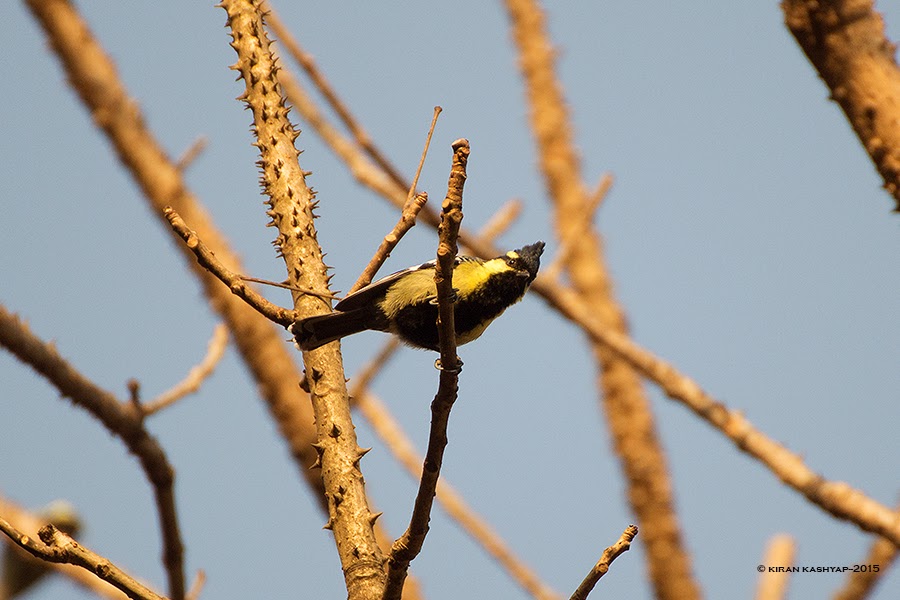 Indian Yellow Tit, Dandeli, Karnataka