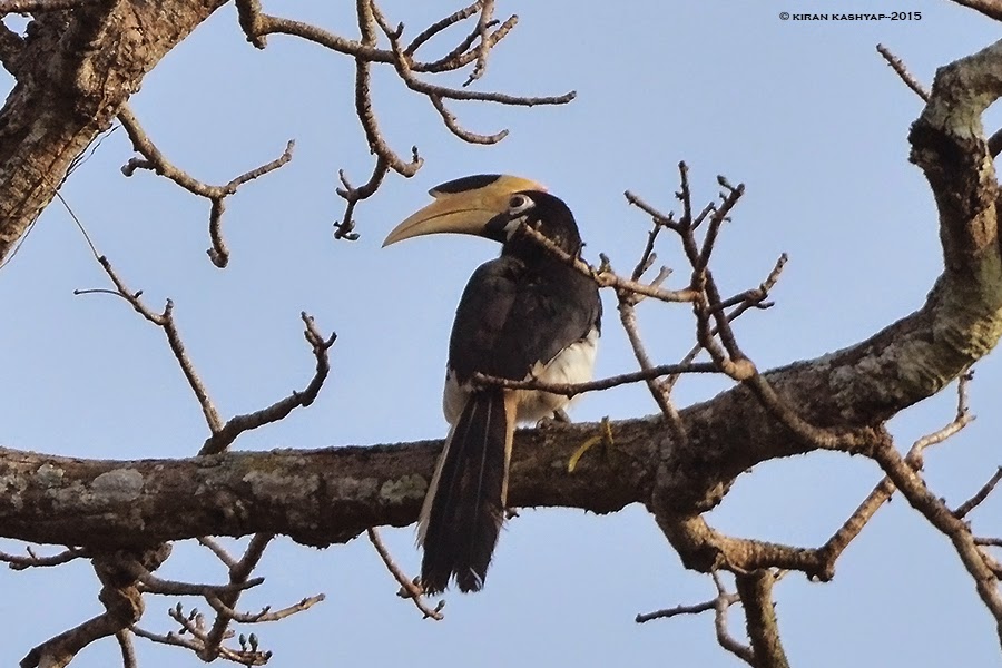 Malabar Pied Hornbill-female, Dandeli, Karnataka