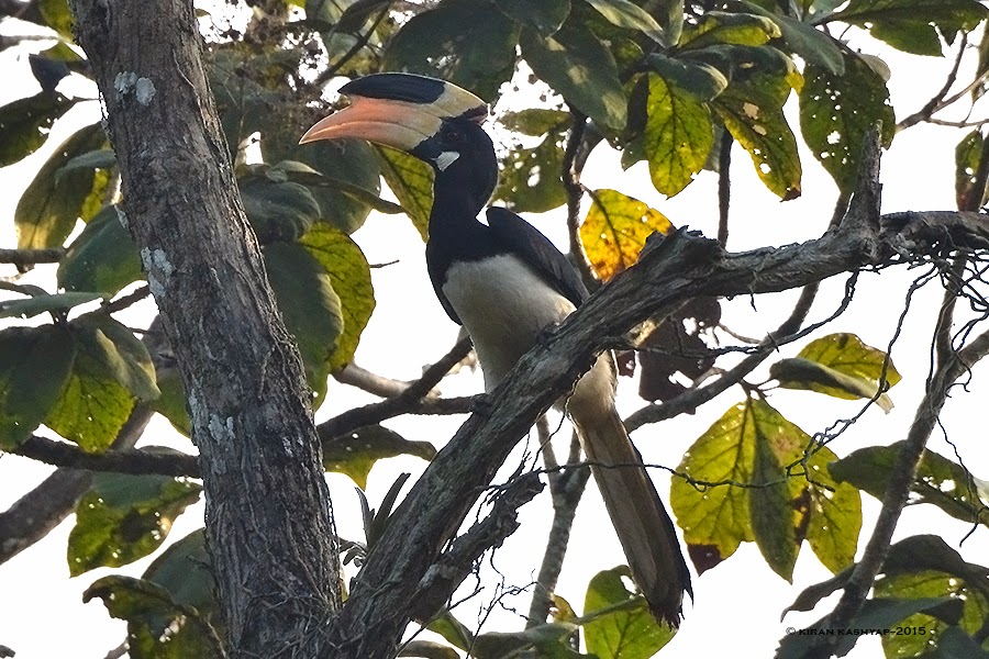 Malabar Pied Hornbill-male, Dandeli, Karnataka