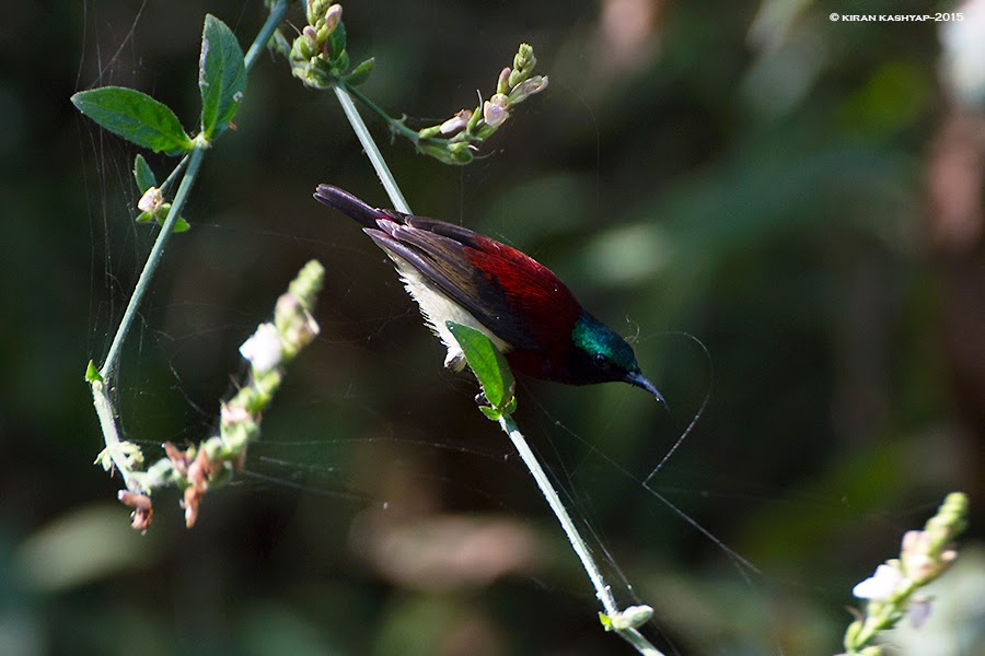 Crimson backed Sunbird-male, Dandeli, Karnataka