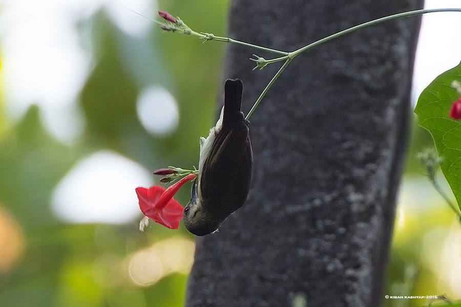 Crimson backed Sunbird-female, Dandeli, Karnataka