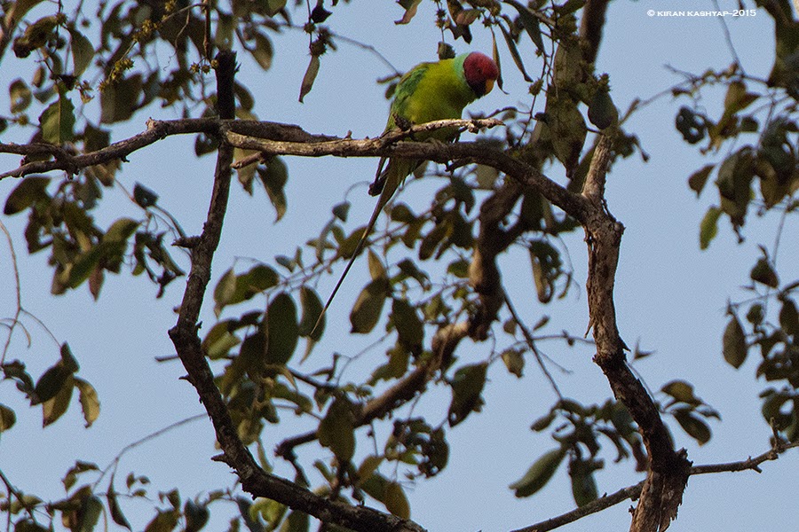 Plum headed Parakeet-Male, Dandeli, Karnataka