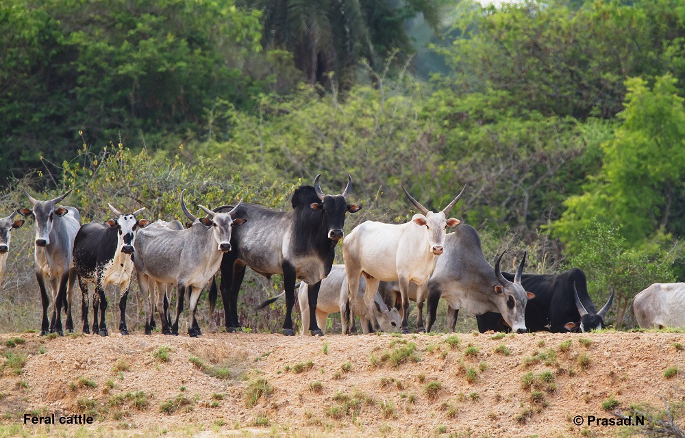 Feral Cattle, Goolittittu, Wildlife week wild encounters by Prasad Natarajan