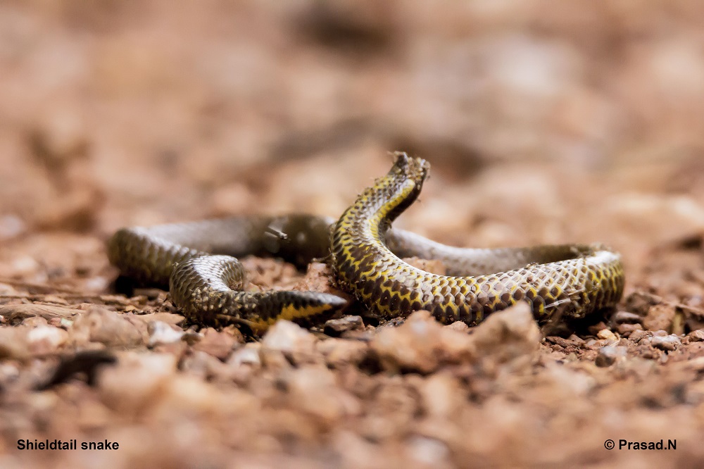 Shieldtail, Wildlife week wild encounters by Prasad Natarajan