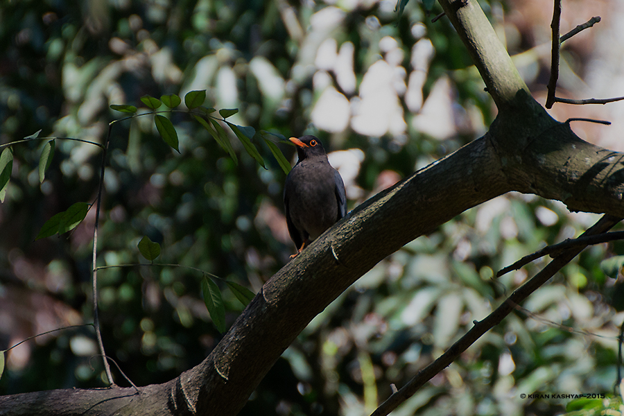 Indian Blackbird, Nandi Hills, Bangalore