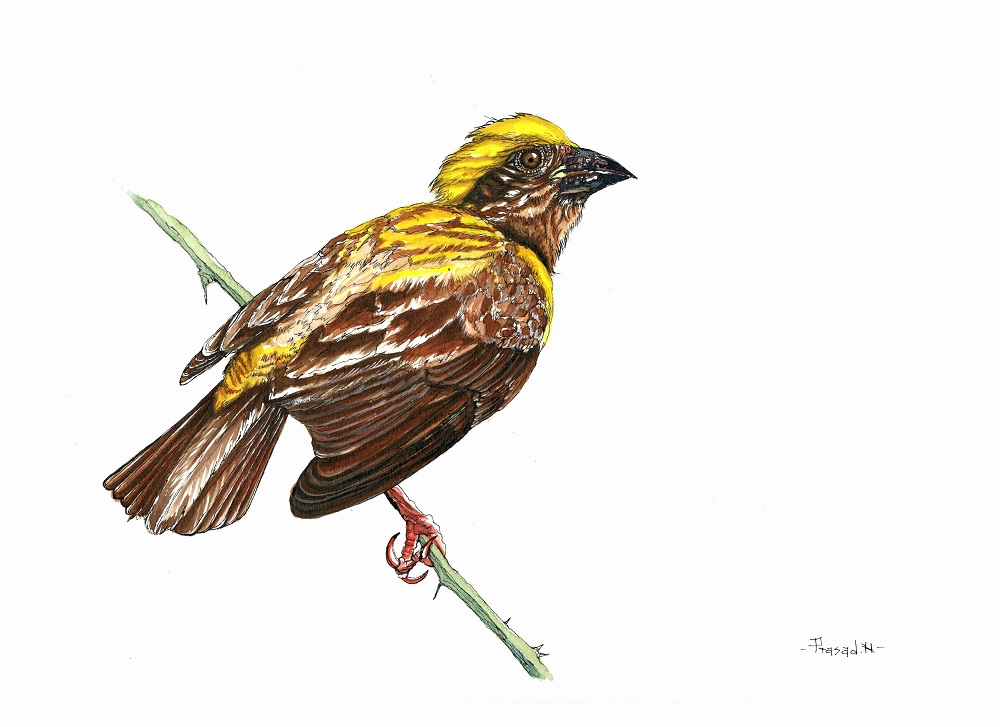 Baya Weaver Male, Bangalore, Wildart talk with Prasad Natarajan - Wildlife Artist, Birds of Bangalore - Week 21