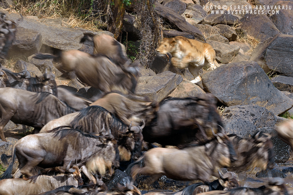 African Diaries - The Mistake on Wilderhood Recitals by Suresh Basavaraju, Nikon D4, Nikon 600mm f/4 E FL, ISO 125, 1/50 @ f/20. Lioness on hunt, Maasai Mara, Kenya.
