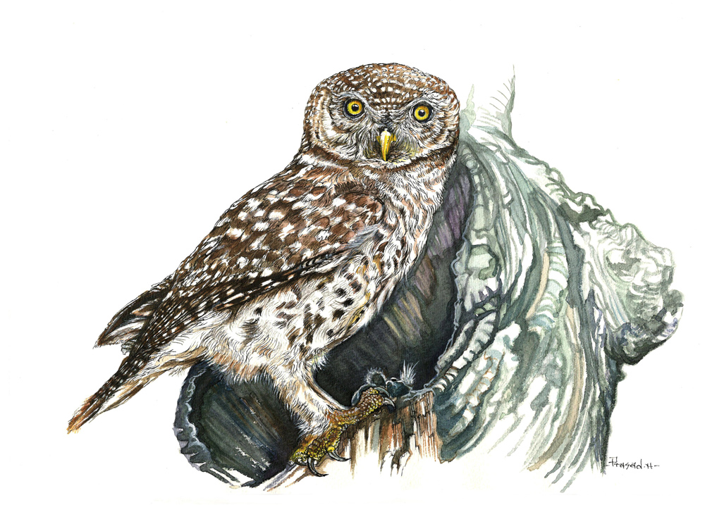 Spotted Owlet, Unwanted Interruption, Wildart talk with Prasad Natarajan - Wildlife Artist, Birds of Bangalore - Week 26