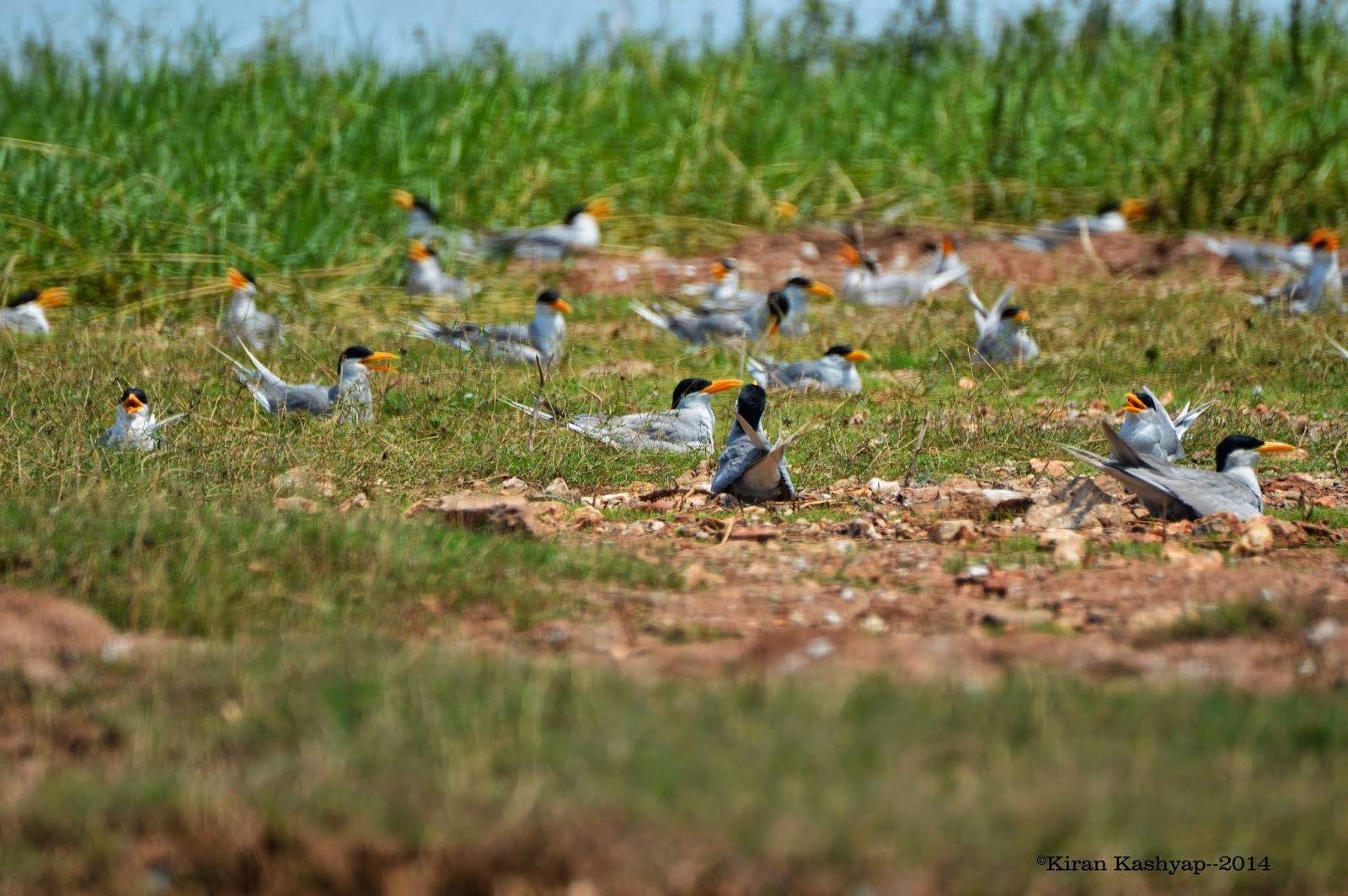 Female River Terns: taking care of their eggs and young ones., River Tern Lodge, Bhadra