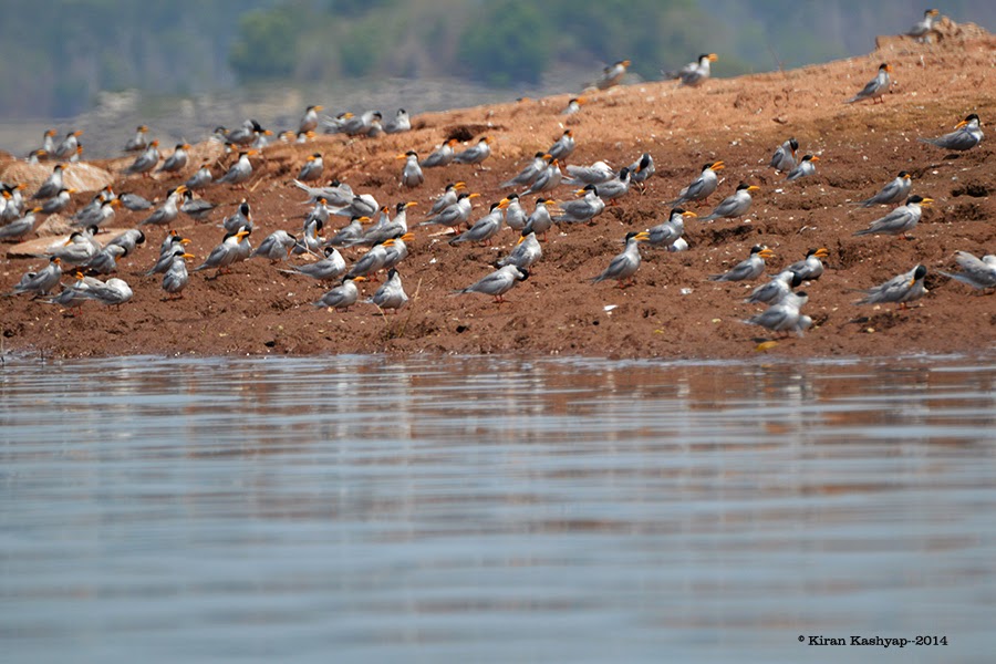 Mobbed by River Terns., River Tern Lodge, Bhadra
