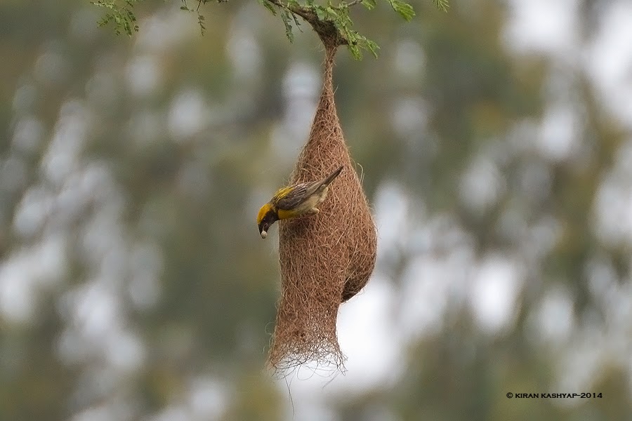 Baya Weaver Male, Hesarghatta Grasslands