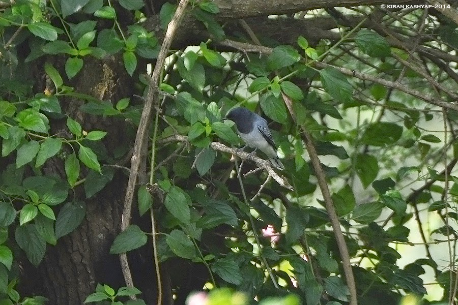 Black Headed Cuckoo Shrike, A lifer !, Hesarghatta Grasslands