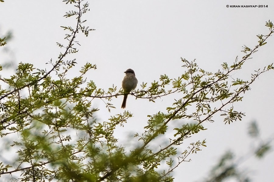 Brown Shrike, Hesarghatta Grasslands