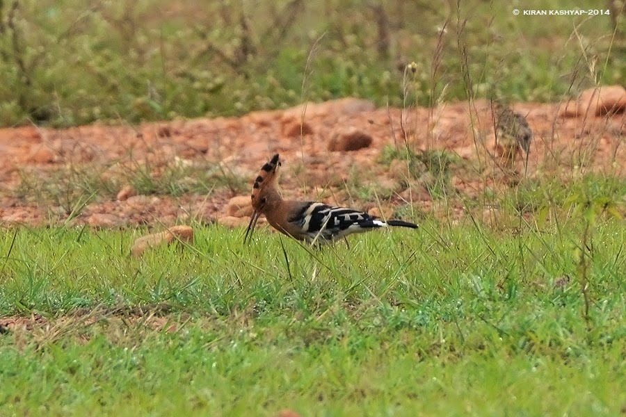 Common Hoopoe, Hesarghatta Grasslands