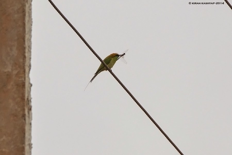 Green bee Eater with a Drangonfly catch, Hesarghatta Grasslands