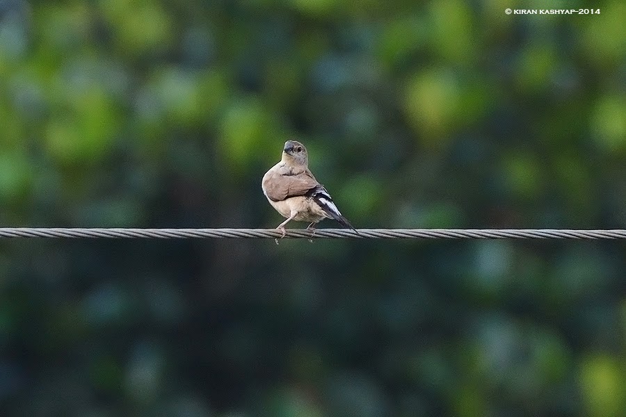 Indian Silverbill - dons a pose, Hesarghatta Grasslands