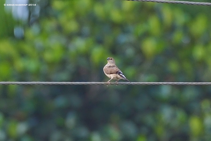 Indian Silverbill - dons a pose, Hesarghatta Grasslands