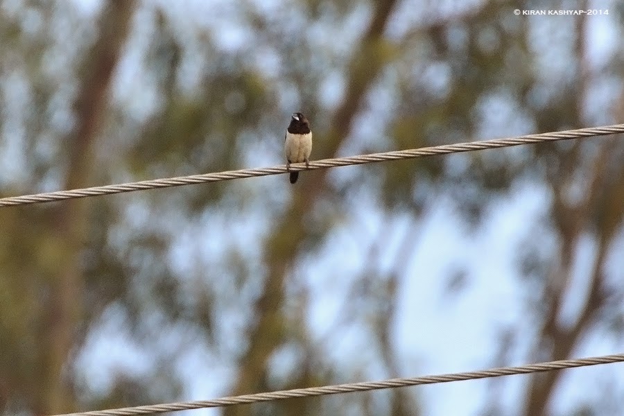 Javan Munia, Hesarghatta Grasslands