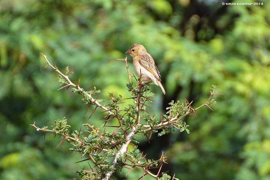 Mrs.Weaver, Hesarghatta Grasslands