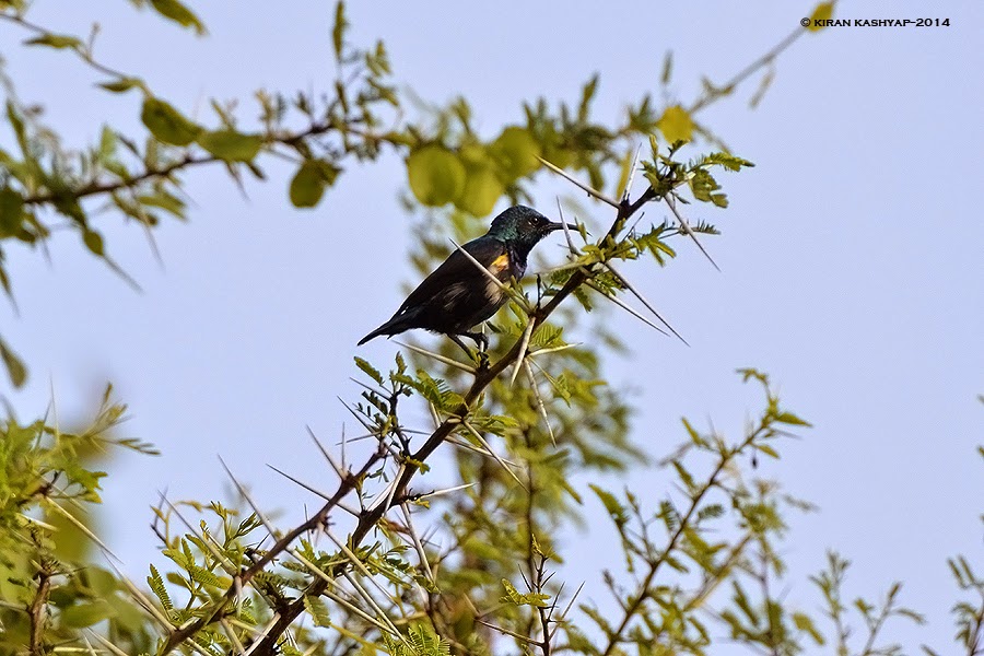 Purple Rumped Sunbird--Eclipse plumage, Hesarghatta Grasslands