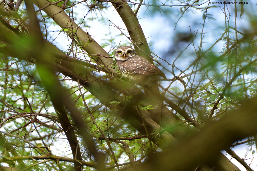 Spotted Owlet, Hesarghatta Grasslands