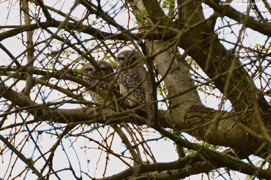 Spotted Owlets--Duo, Hesarghatta Grasslands