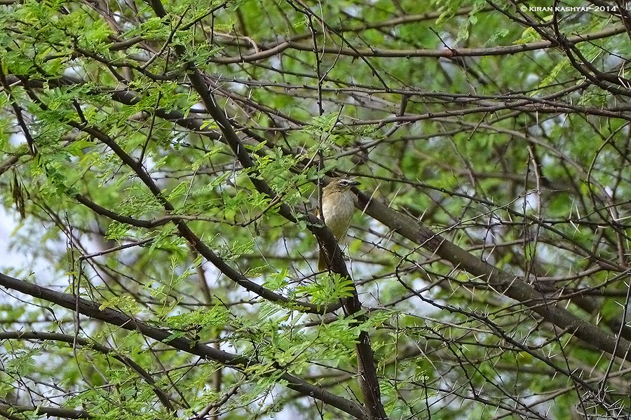 White Browed Bulbul, Hesarghatta Grasslands