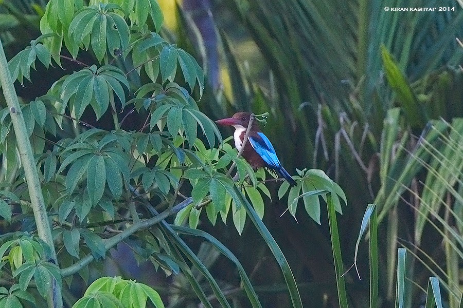 White Throated Kingfisher, Hesarghatta Grasslands