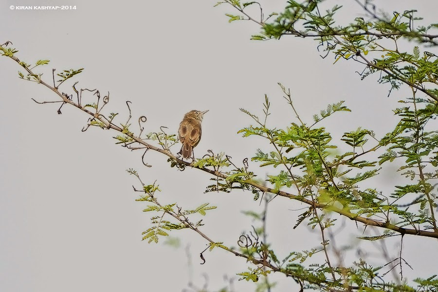 Ziting cisticola, Hesarghatta Grasslands