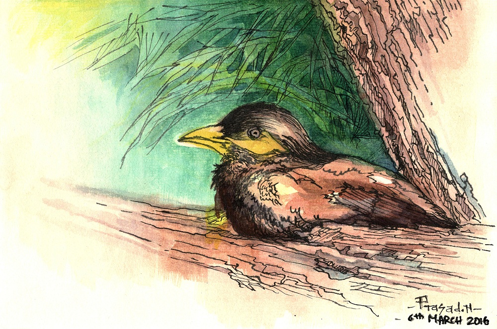 Field Sketches, Wildart talk with Prasad Natarajan - Wildlife Artist, Birds of Bangalore - Week 30