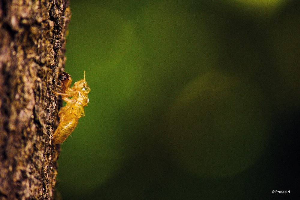 Title: Transparent Life, Bhagavathi Nature Camp, Kudremukh