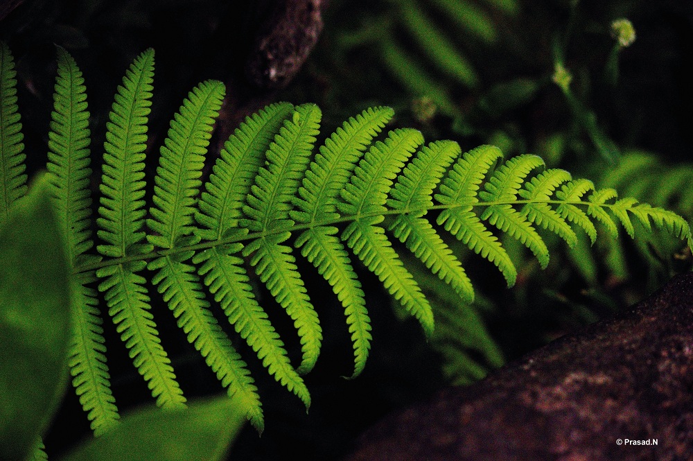 Title: Fern Formation, Bhagavathi Nature Camp, Kudremukh