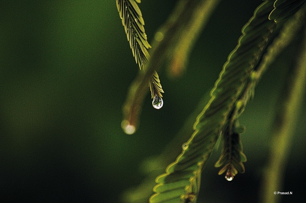 Title: Gravity, Bhagavathi Nature Camp, Kudremukh