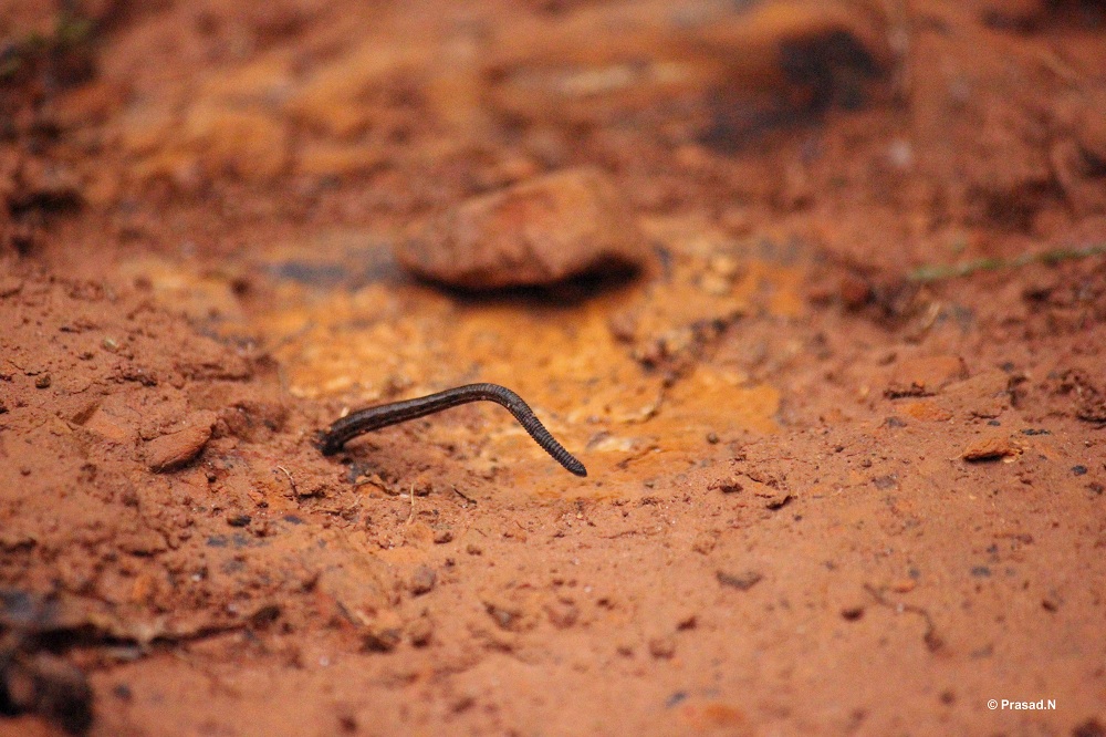 Title: Little Beast, Bhagavathi Nature Camp, Kudremukh