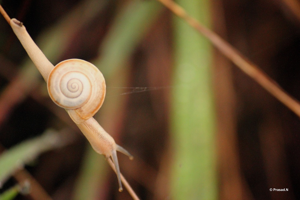 Title: Slow Pace, Bhagavathi Nature Camp, Kudremukh