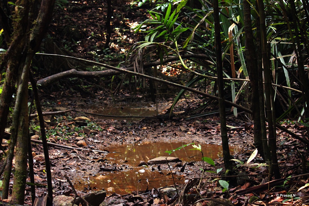 Title: Water Hole, Bhagavathi Nature Camp, Kudremukh