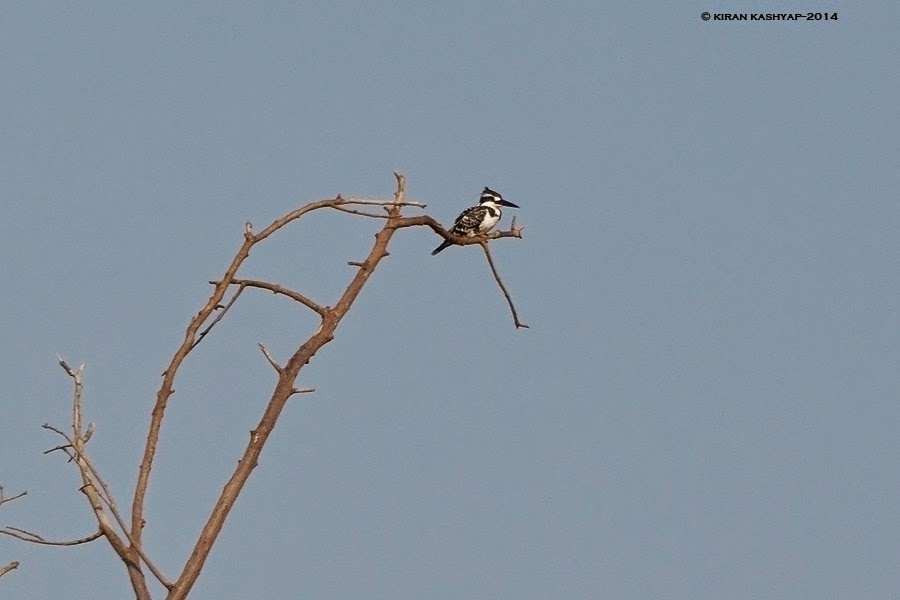 Pied Kingfisher with a crest, Kaikondrahalli Lake, Bangalore