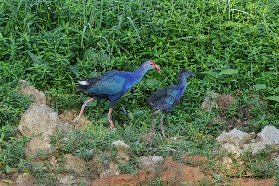 Purple swamphen with Chick, Kaikondrahalli Lake, Bangalore