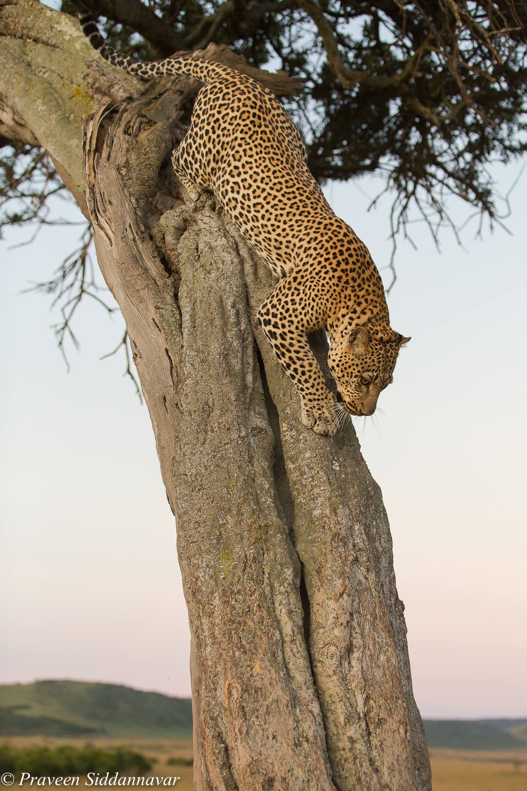 African Leopard captured from Kenya, Africa by Praveen Siddannavar