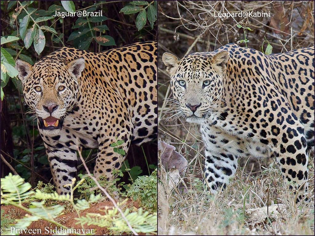 Jaguar captured in Pantanal, Brazil by Praveen Siddannavar