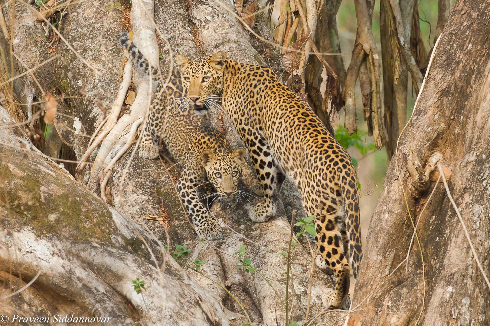 Leopard with a cub from Kabini, Karnataka captured by Praveen Siddannavar